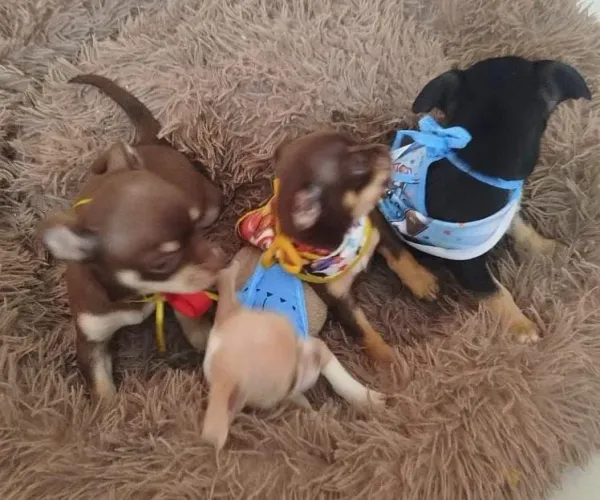 Chihuahua legítimo chocolate!!