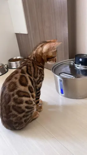 Gato de Bengala(Bengal) filhote disponível