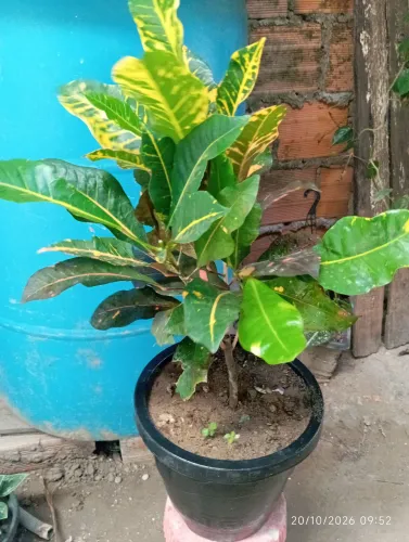 Plantas 