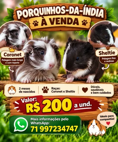 Porquinhos da India
