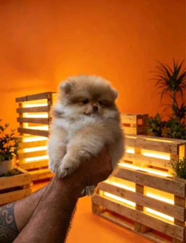 Luluzinho
