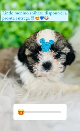 Filhotes de shih tzu perfeito