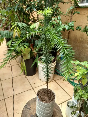 Vendo Mudas de Pinhão ( Araucária ) - Guarulhos