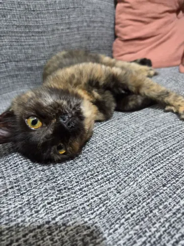 Gatinha peluda adoção 