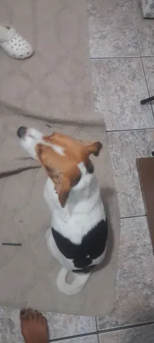 Doa-se cachorra
