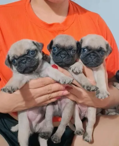 Pug filhote