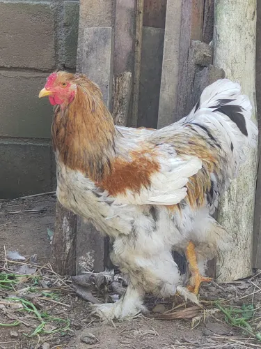 Galos brahma