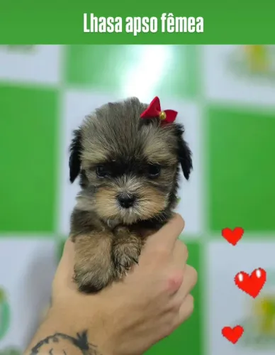 Lhasa apso