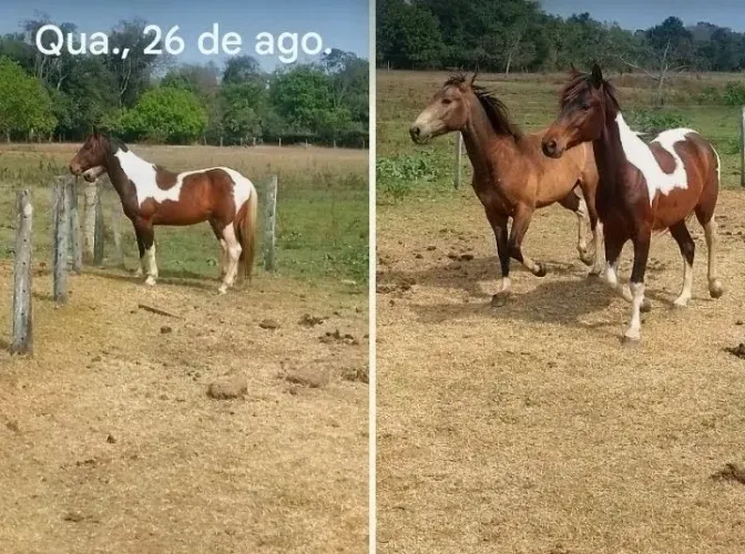 Cavalo 