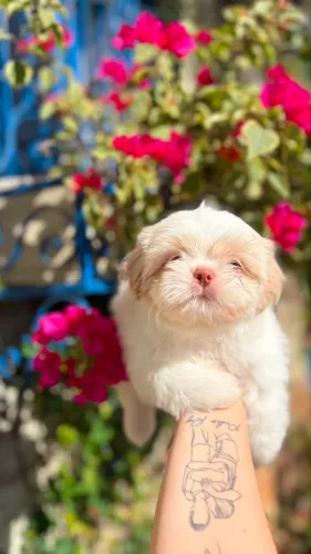 Shihtzu