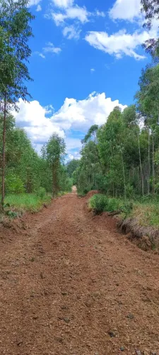 EXCELENTE FAZENDA COM EUCALIPTO A VENDA EM PRATA?NIA-SP ?? A?rea Total de 70 Alqueires 58 