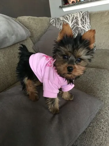 Yorkshire Terrier Porque Felicidade Também Pode Ter Focinho Gelado