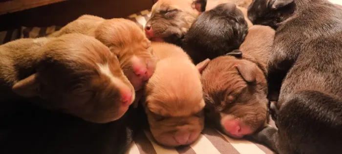 Animais de estimação 