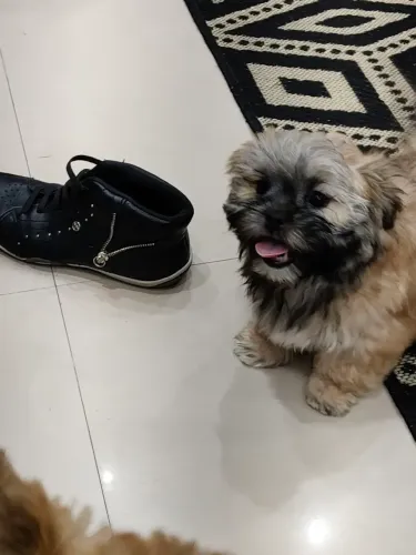 Filhote shih Tzu, com a primeira vacina com pedigree.