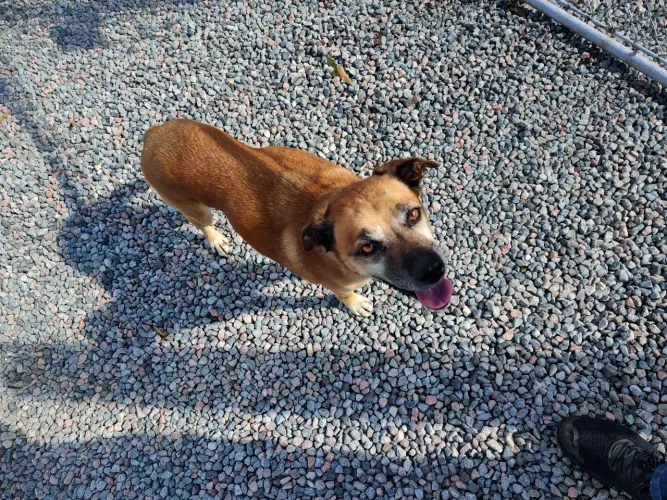 Doa se cadela, bem dócil , junto  200 reais de ração de brinde