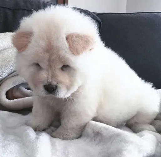 Filhotes de Chow Chow | Filhotes que merecem ser conhecidos!
