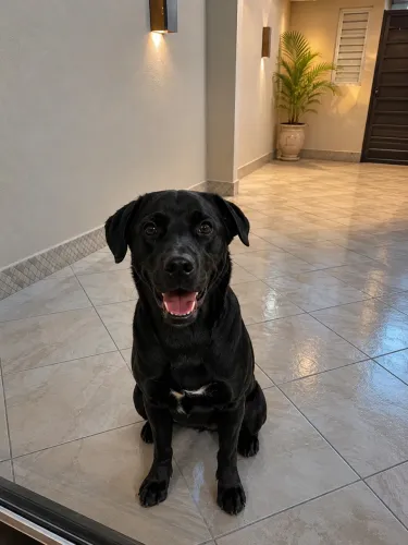 Adoção responsável cachorro filhote fêmea 