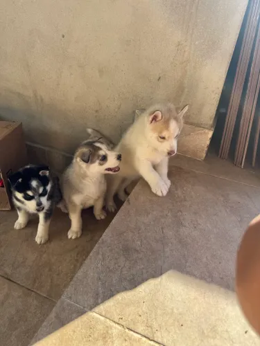 Husky siberiano filhotes