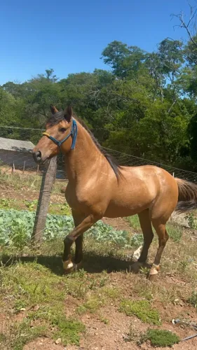 EGUA CRIOULA 8 ANOS MANÇA JA DOMADA