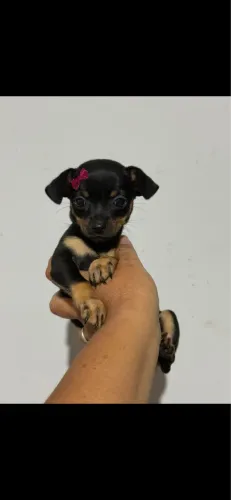 Pinscher fêmea 