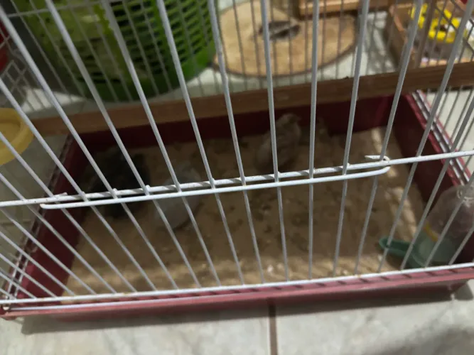 Vendo codornas chinesas por 40 R$