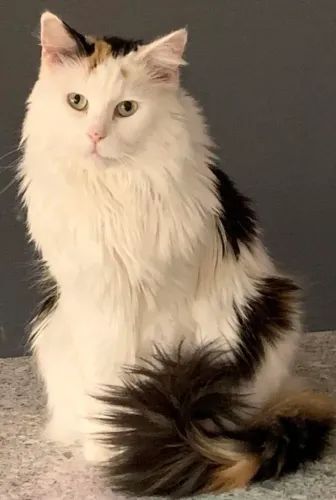 Gatinhos adultos peludos varias cores