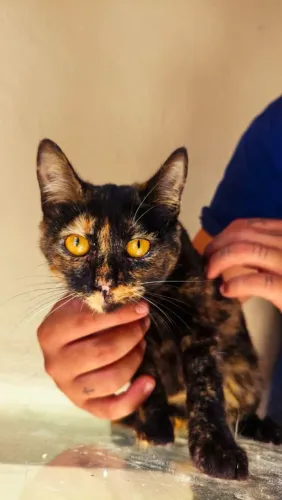 Gatos para doação 