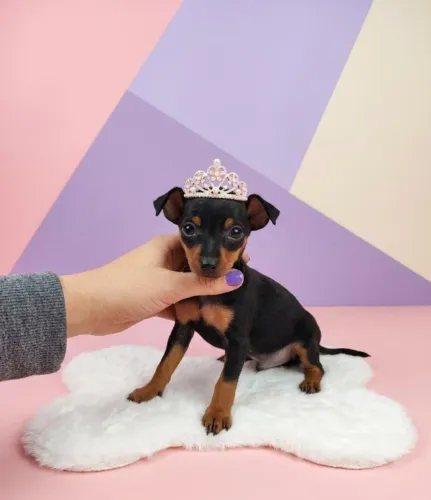 Pinscher Especial Para Você