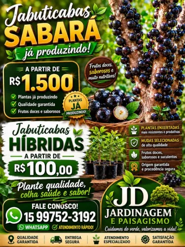 Jabuticaba Sabará e ibrida palmeiras Jussara