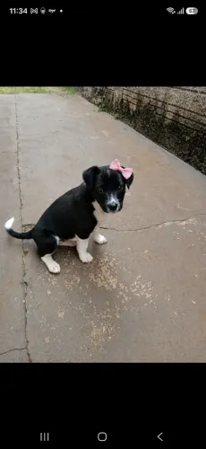 Doa-se cachorrinha.