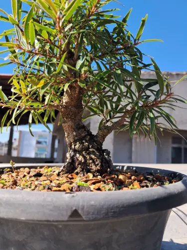 Bonsai