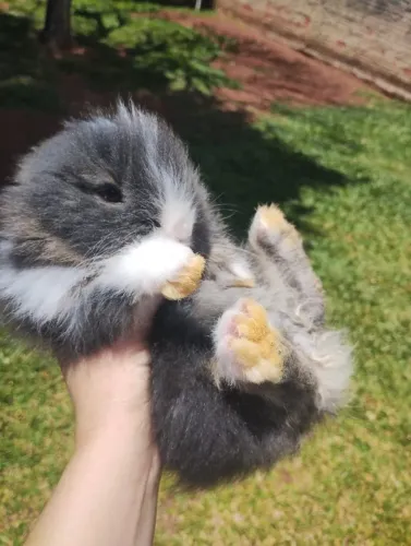 Coelhinhas Ursinhas (RAÇA Teddy Dwerg)
