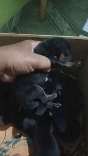 Filhotes de rottweiler