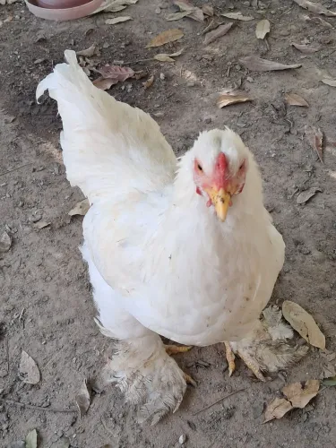 Galinhas e frangos a venda