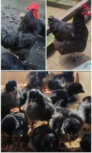 Pintinhos Gigante Negro Jersey Puro