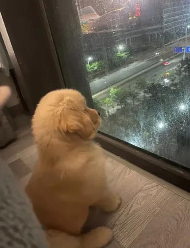Filhotes de Golden Retriever | Um filhote que transmite alegria.