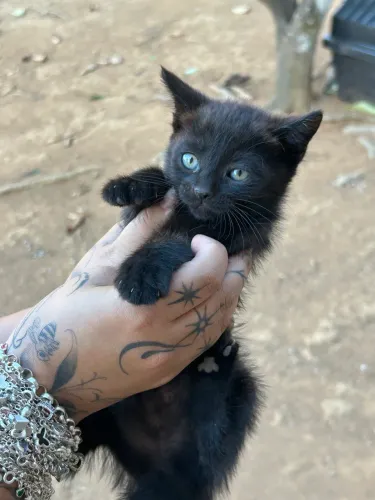Gato