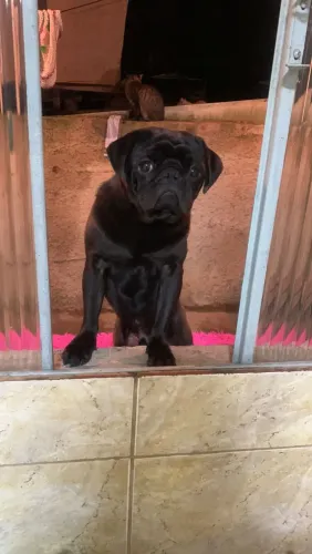 Vendo pug 8 meses super dócil com vacinas em dia