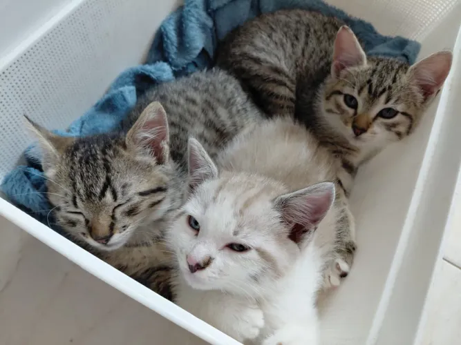 Doação de lindos gatinhos de 60 dias