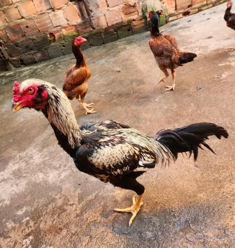 Galo e galinha