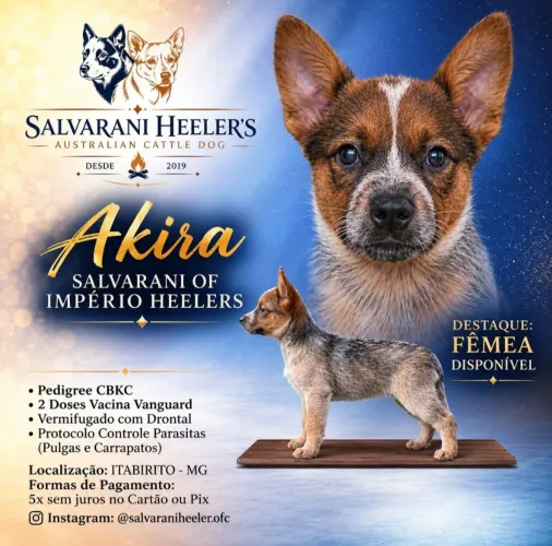 Red Heeler Fêmea - Australian Cattlr Dog - Boiadeiro Australiano