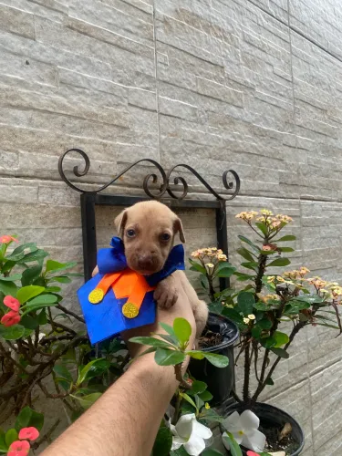 Pinscher com chiuaua