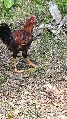 Vendo frango caipira vivo ou abatido
