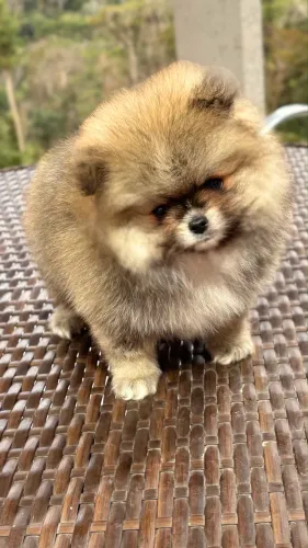 Spitz Lulu
