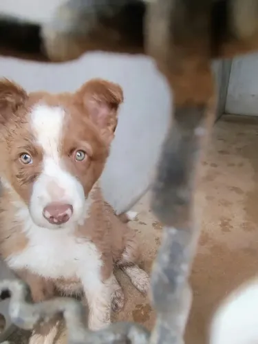 Filhotes de border Collie 