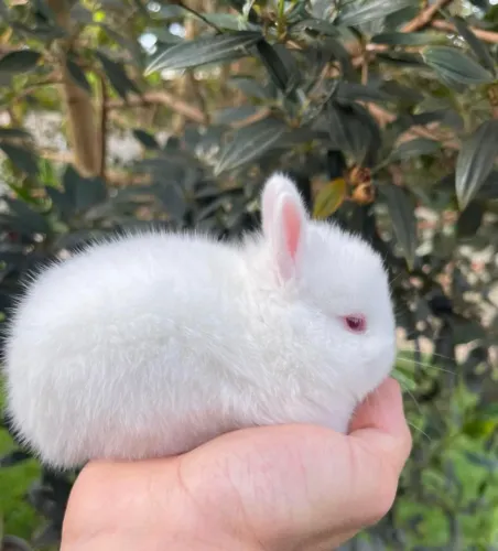 Mini coelho Netherland Dwarf