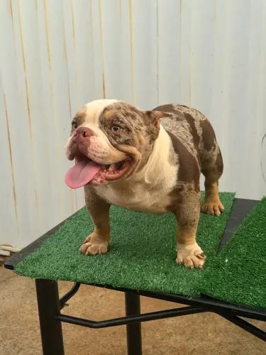 American Bully para cruza/cobertura