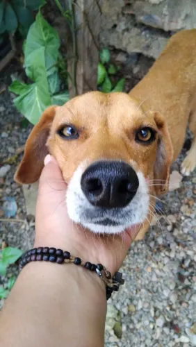 Doação de cachorro de rua