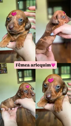 Filhotes Dachshund/ Teckel