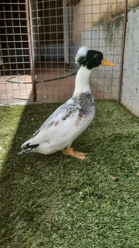 Lindo marreco novos e prontos para reprodução.
